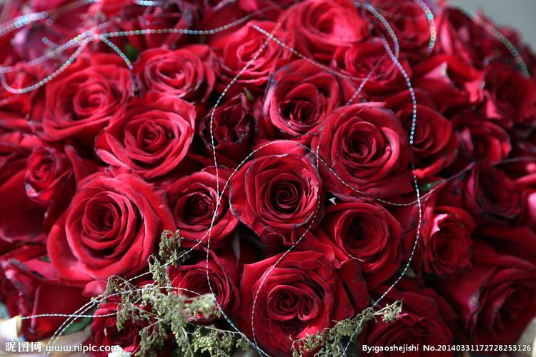 最美红色玫瑰花图片